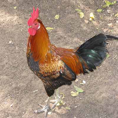 Cock 2 Birds Name