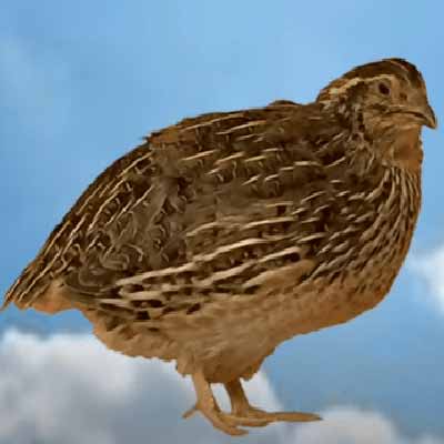 Quail Birds Name