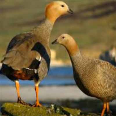 Ruddy goose Birds Name